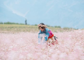 Vườn hoa tam giác mạch Măng Đen - Việt Úc Flower Garden