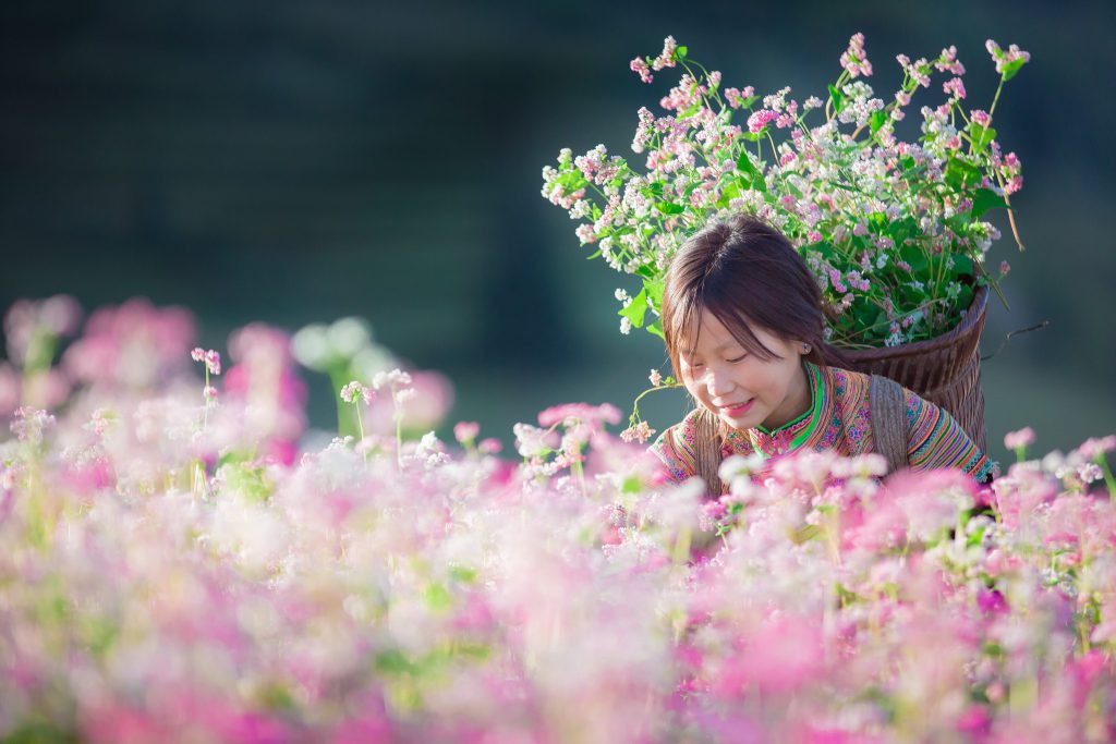 Vườn hoa tam giác mạch Măng Đen - Việt Úc Flower Garden