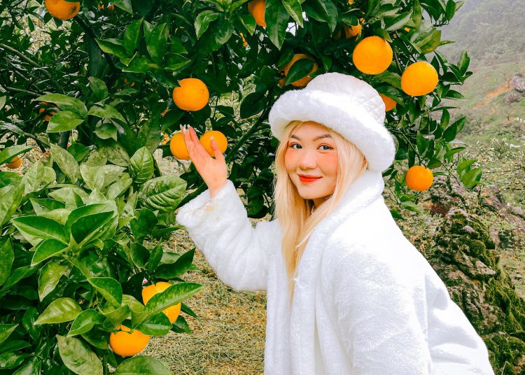 Mùa Cam ở Măng Đen thường chín vào mùa đông, chủ yếu từ tháng 11 đến tháng 2 năm sau.